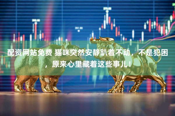 配资网站免费 猫咪突然安静趴着不动，不是犯困，原来心里藏着这些事儿！