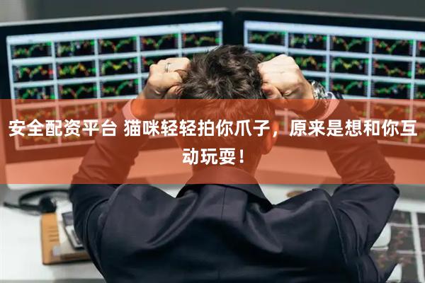 安全配资平台 猫咪轻轻拍你爪子，原来是想和你互动玩耍！